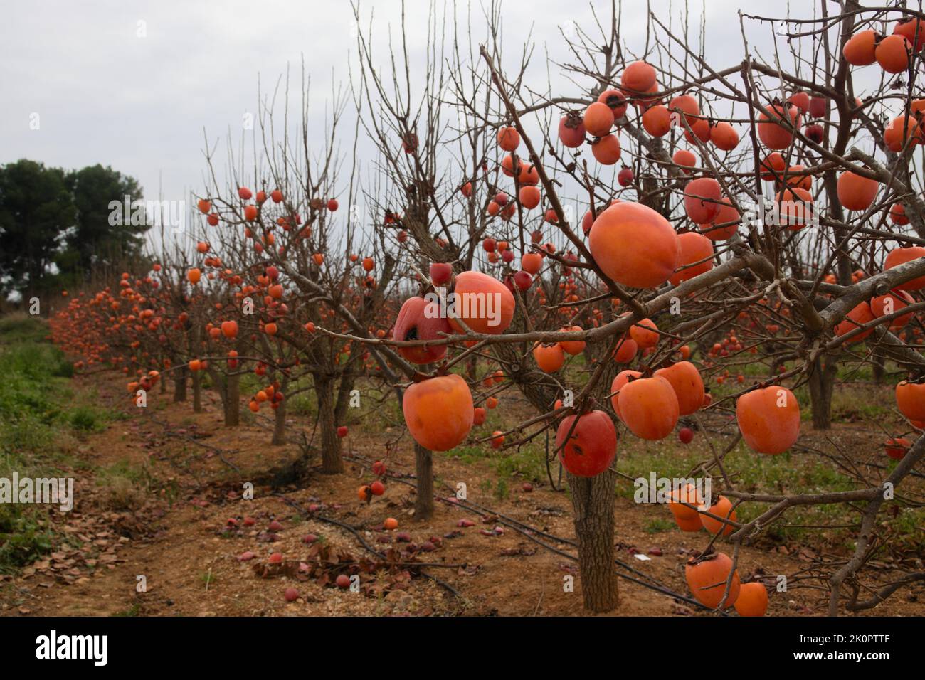 Image d'un champ de persimmons dans lequel les arbres sans feuilles tiennent les fruits de la récolte pendant l'hiver Banque D'Images
