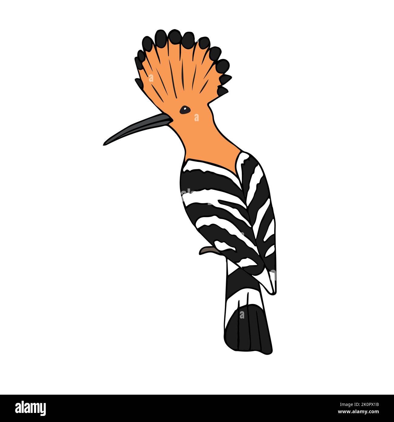 Dessin de l'oiseau de hoopée de couleur vectorielle dessiné à la main isolé sur fond blanc Illustration de Vecteur