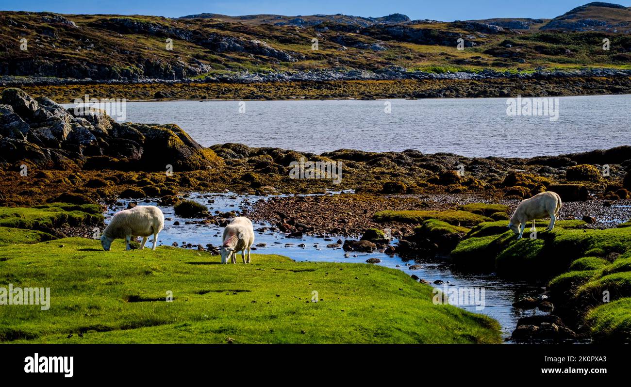 Moutons paître près du village d'Arinagour sur l'île de Coll, en Écosse. Banque D'Images