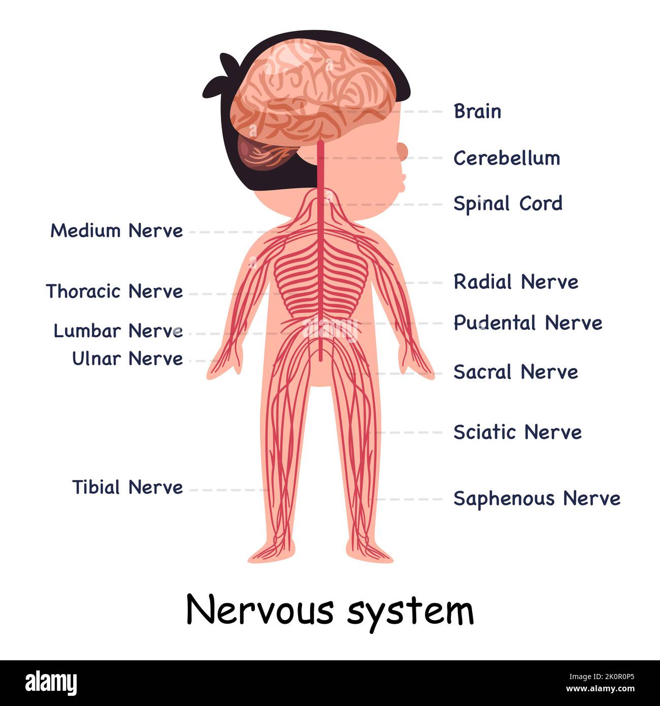 Système nerveux système nerveux système du corps anatomique organe interne illustration graphique Illustration de Vecteur