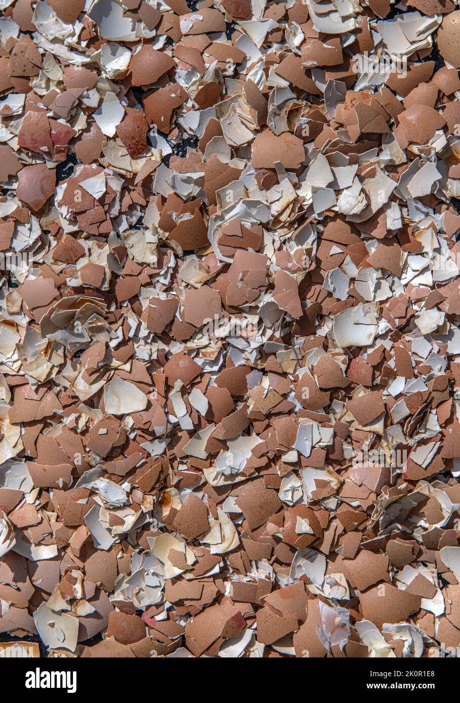 Coquilles d'œufs écrasées prêtes à entrer dans le compost pour mettre sur le jardin après avoir été cuites au four. Banque D'Images