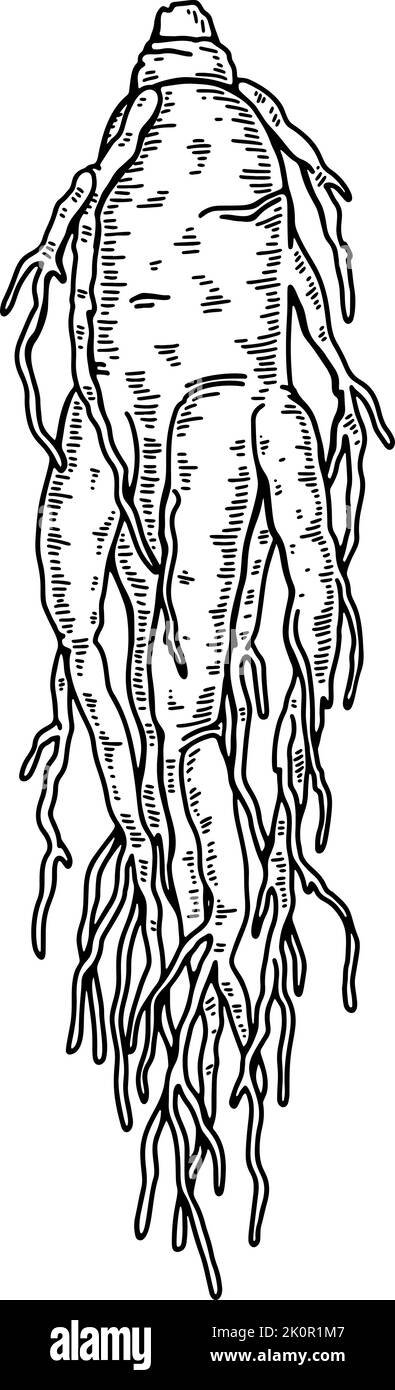 Racine de ginseng sauvage tirée à la main isolée sur fond blanc. Illustration de vecteur botanique en style esquisse pour l'emballage, le logo, les articles scientifiques desi Illustration de Vecteur