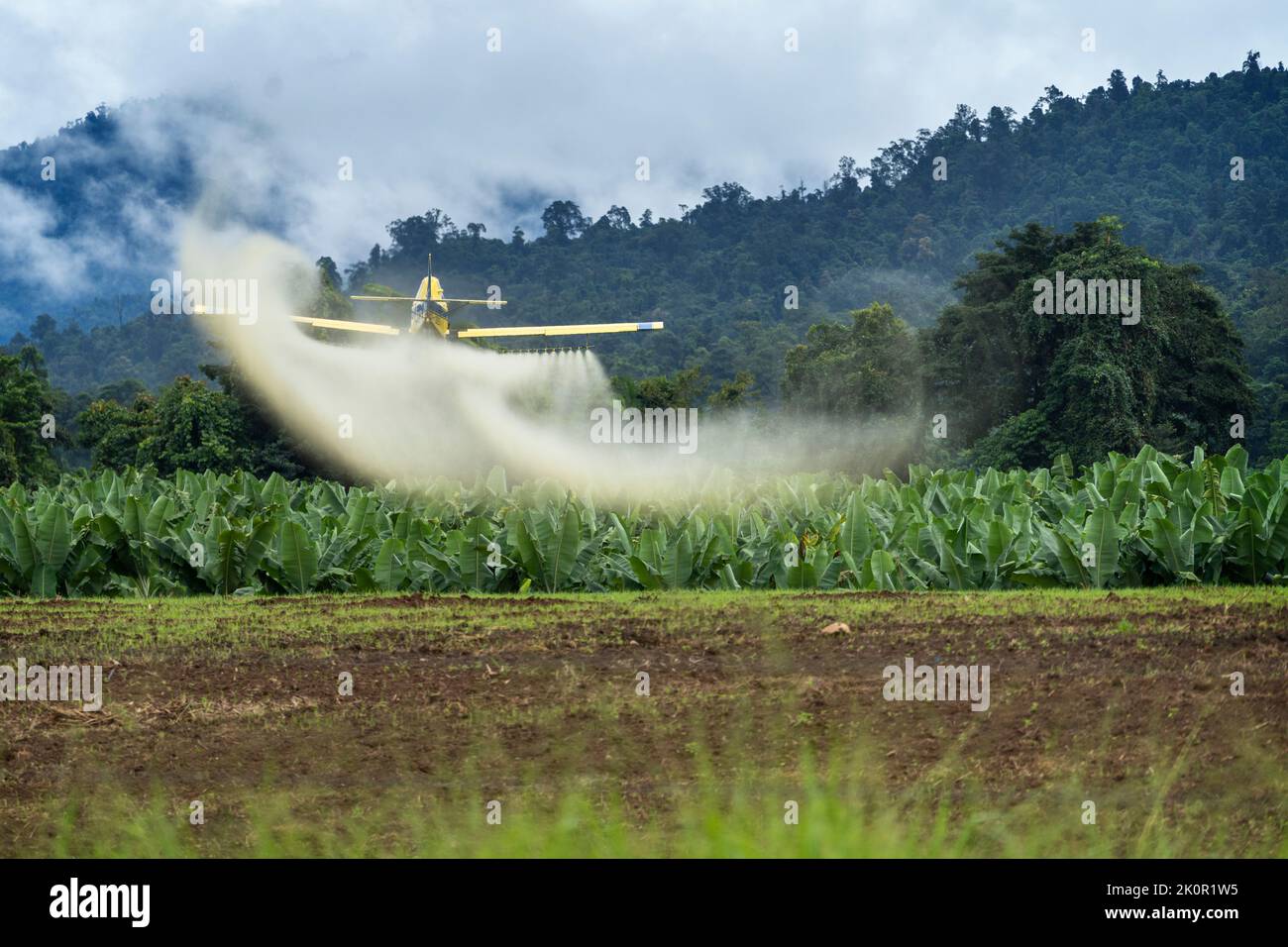 Le plumeau de récolte vole à bas niveau pour pulvériser la plantation de bananes. Tully, Queensland du Nord, Australie Banque D'Images