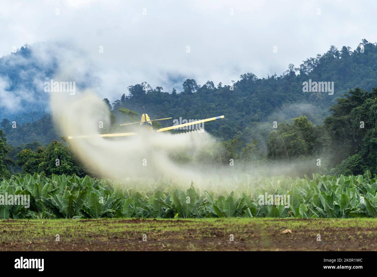 Le plumeau de récolte vole à bas niveau pour pulvériser la plantation de bananes. Tully, Queensland du Nord, Australie Banque D'Images