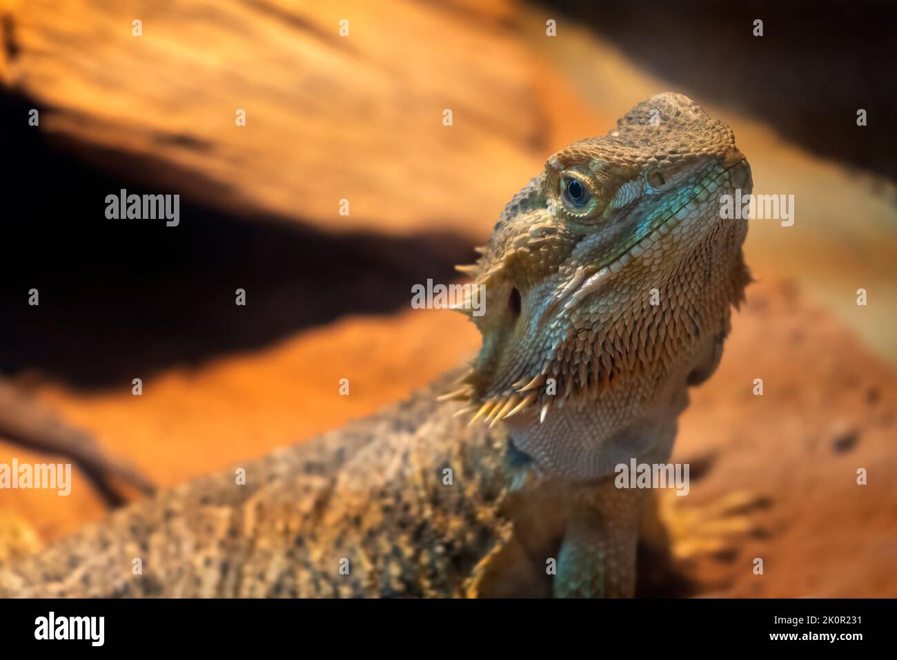 Central Bearded Dragon (Pogona vitticeps), Queensland Australie Banque D'Images