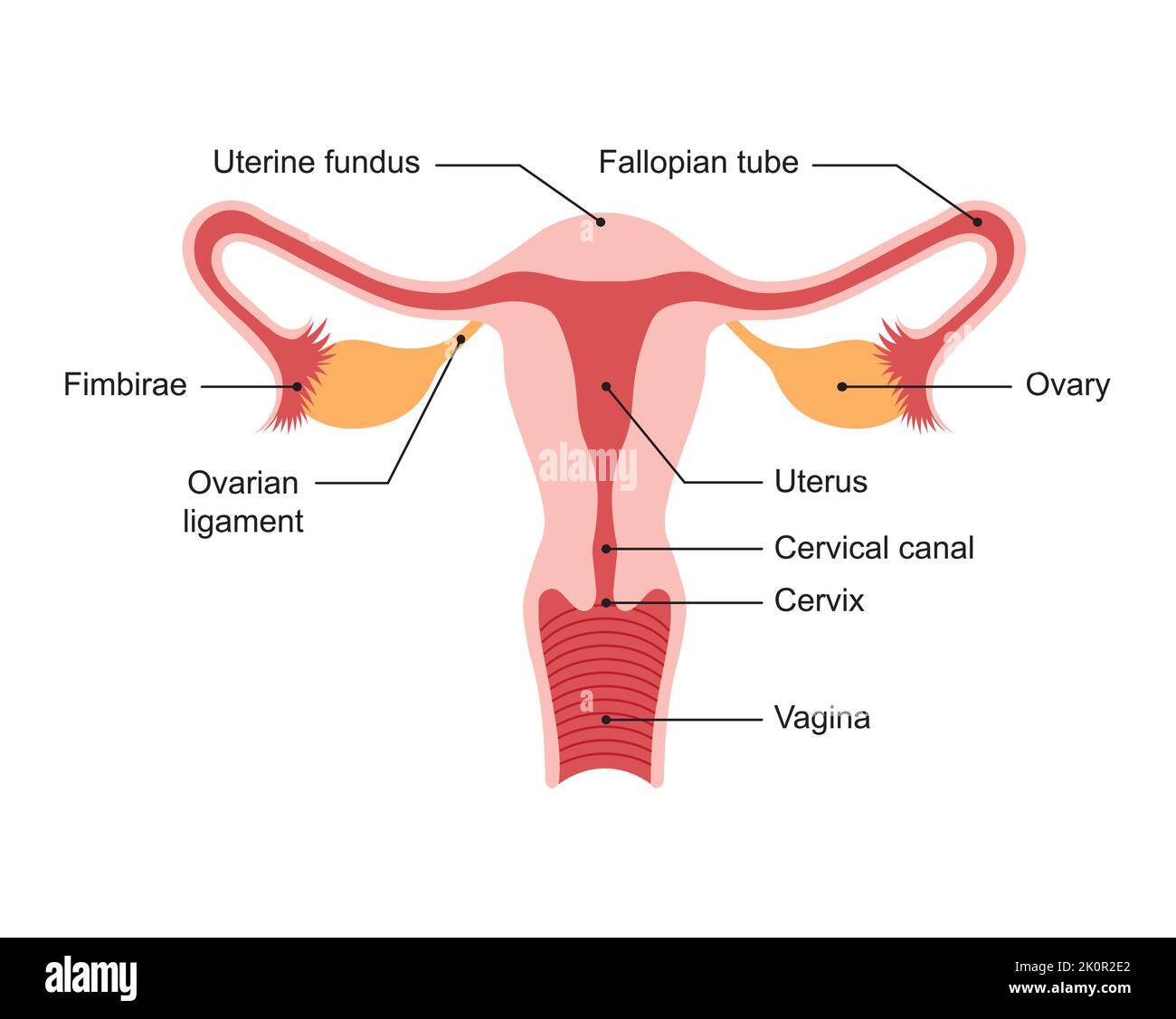 Conception scientifique du système reproductif féminin. Symboles colorés. Illustration vectorielle. Illustration de Vecteur