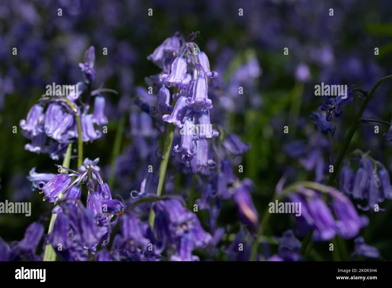 Des cloches au soleil de la fin du printemps Banque D'Images