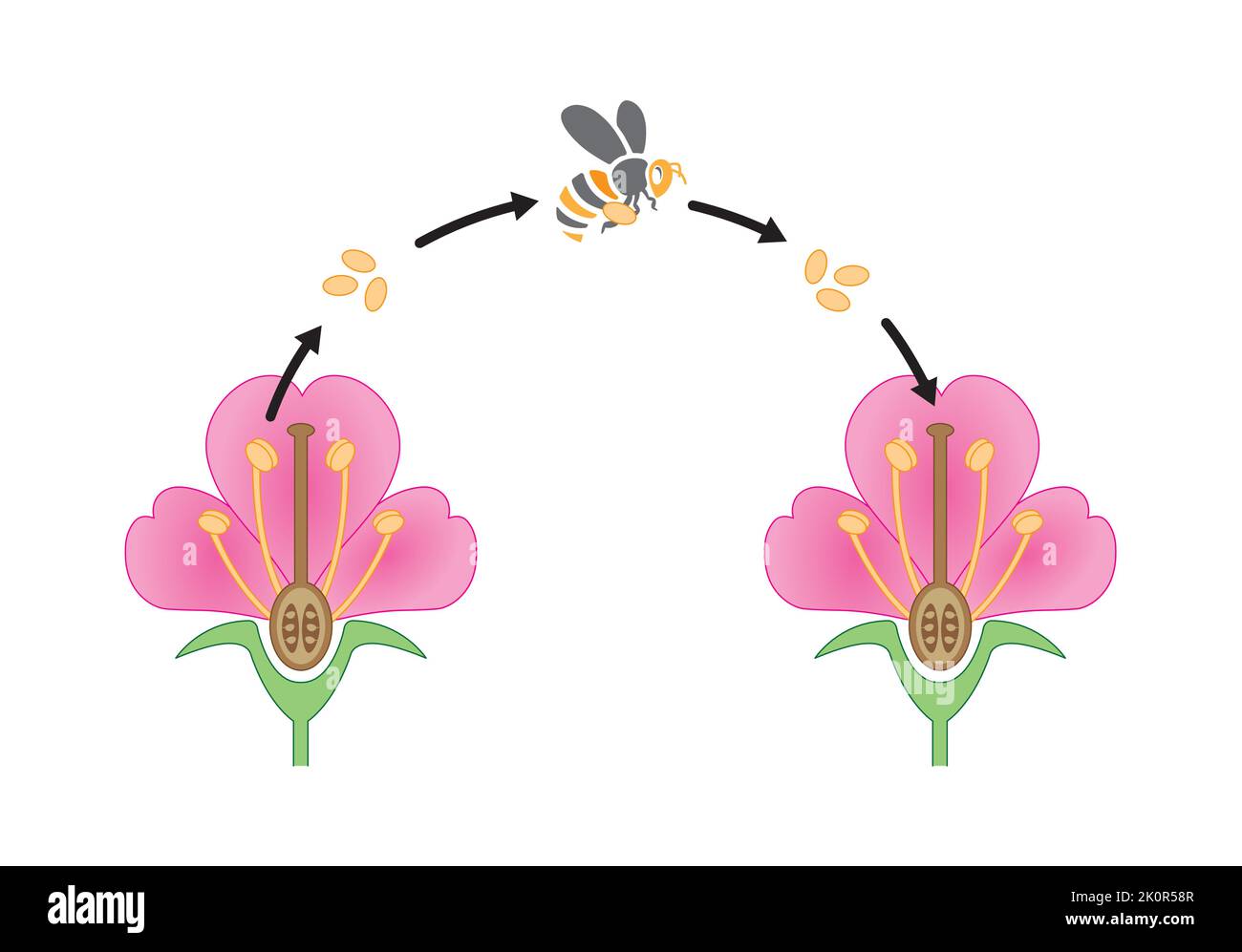 Conception scientifique du processus de pollinisation. Le facteur le plus important dans la fertilisation des plantes. Symboles colorés. Illustration vectorielle. Illustration de Vecteur