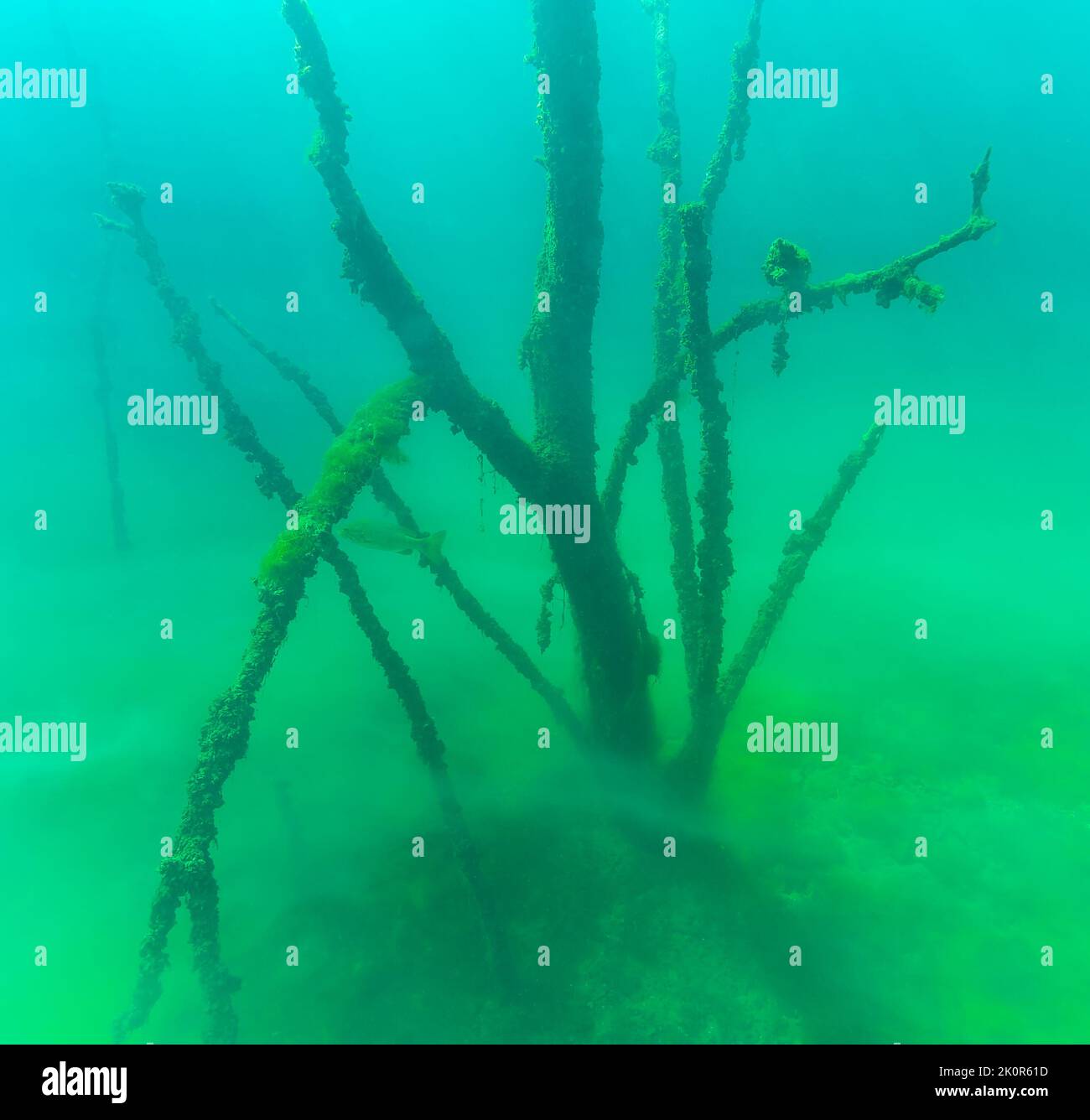 Nuage de thermocline trouvé dans la plongée en eau froide créant des couches d'eau trouble. Banque D'Images