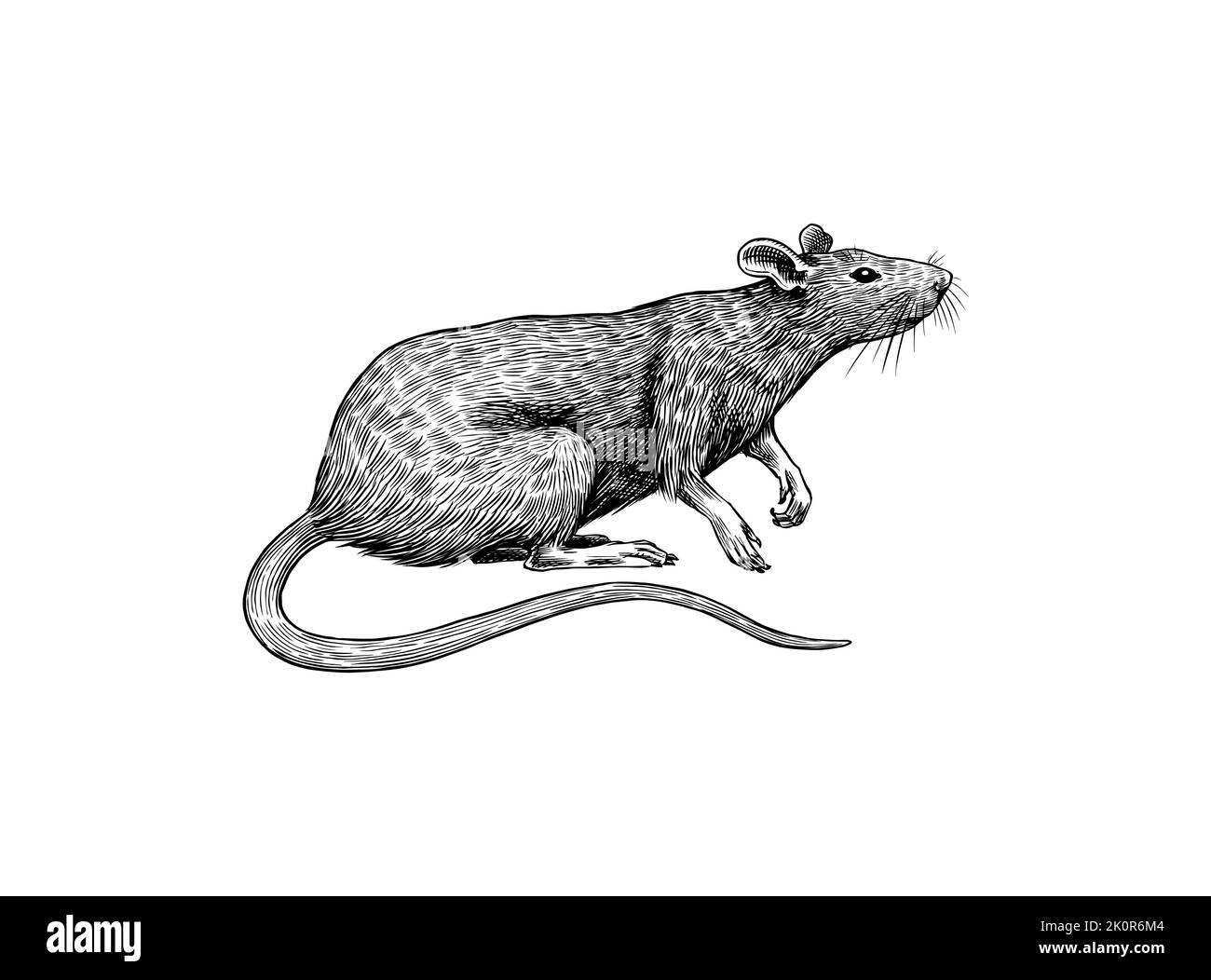 Rat ou souris au fromage. Animal sauvage graphique. Croquis vintage dessiné à la main. Éléments de grunge gravés. Illustration de Vecteur