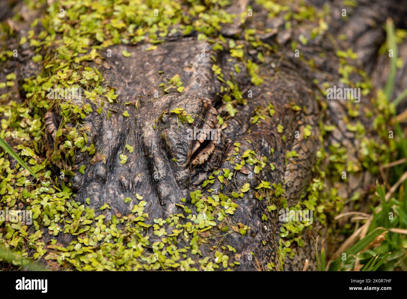 Une belle photo d'un alligator dans un lac rempli d'algues Banque D'Images