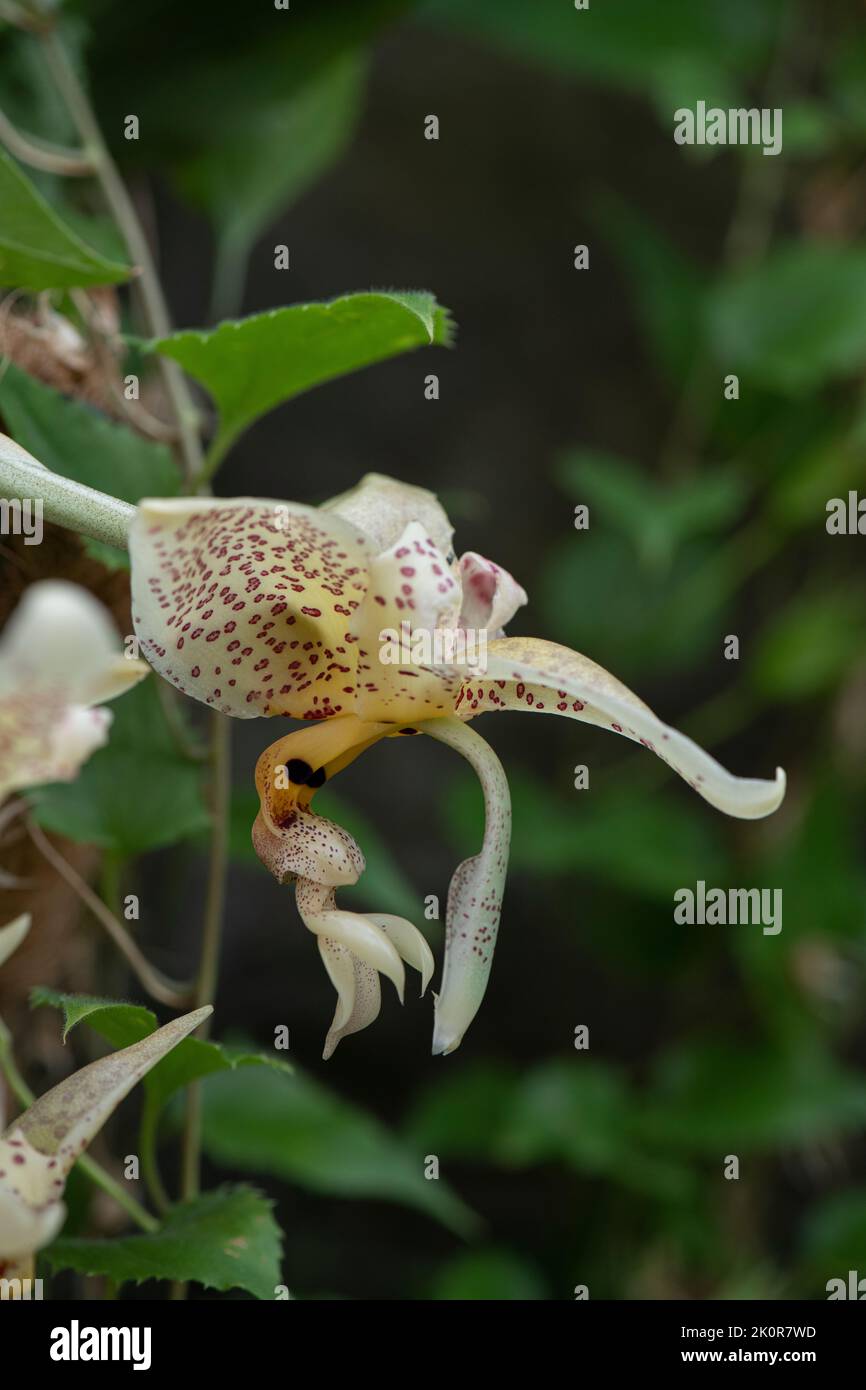 Orchid: Stanhopea shuttleworthii Banque D'Images