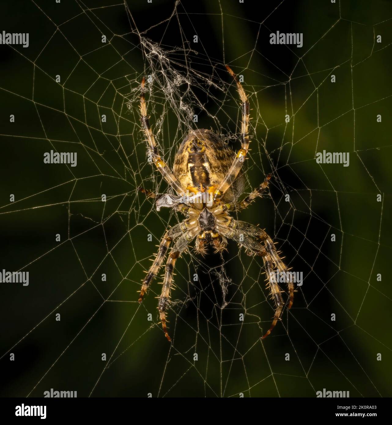 Une grande araignée de jardin femelle, (Araneus diadematus), vue de dessous comme elle est assise, en attente de sa proie, au milieu d'une grande toile Banque D'Images
