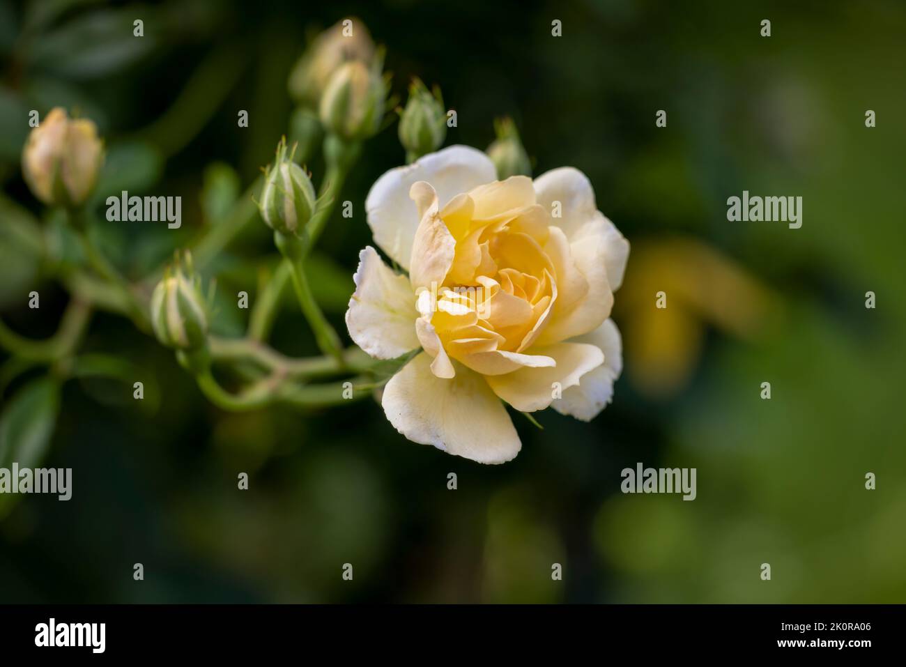 Une belle rose de Rambling jaune pâle photographiée sur fond de feuillage vert Banque D'Images