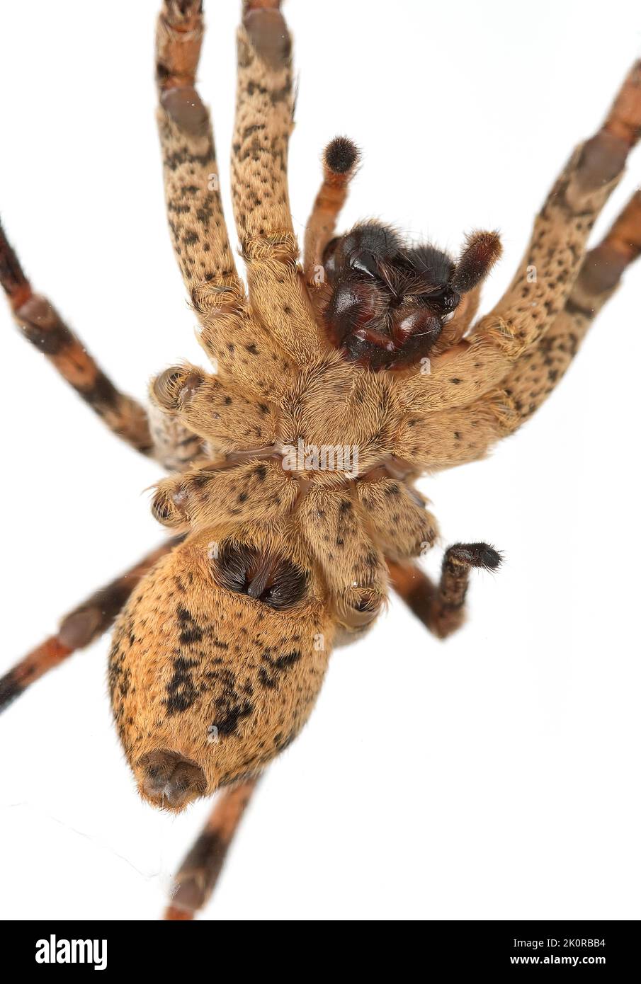 Araignée Nosferatu, le ventre et les outils de mastication de dessous, sur fond blanc, macro Banque D'Images