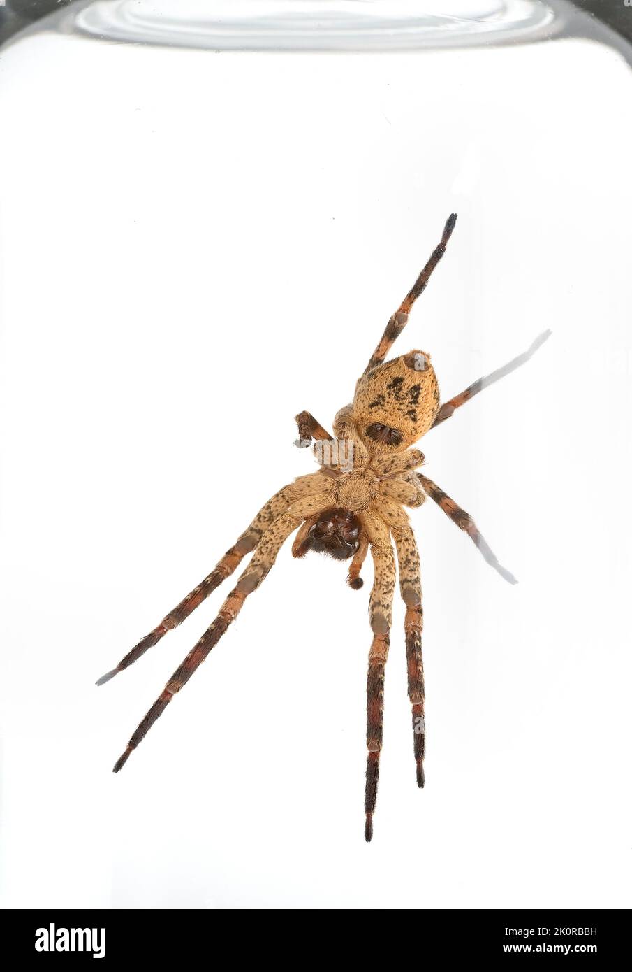 Dessous de l'araignée Nosferatu, prise dans un pot, sur fond blanc, macro Banque D'Images