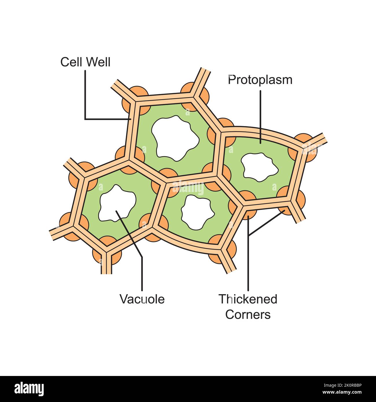 Conception scientifique de la structure de collenchyma. Le tissu végétal qui se compose de cellules vivantes élongées. Symboles colorés. Illustration vectorielle. Illustration de Vecteur