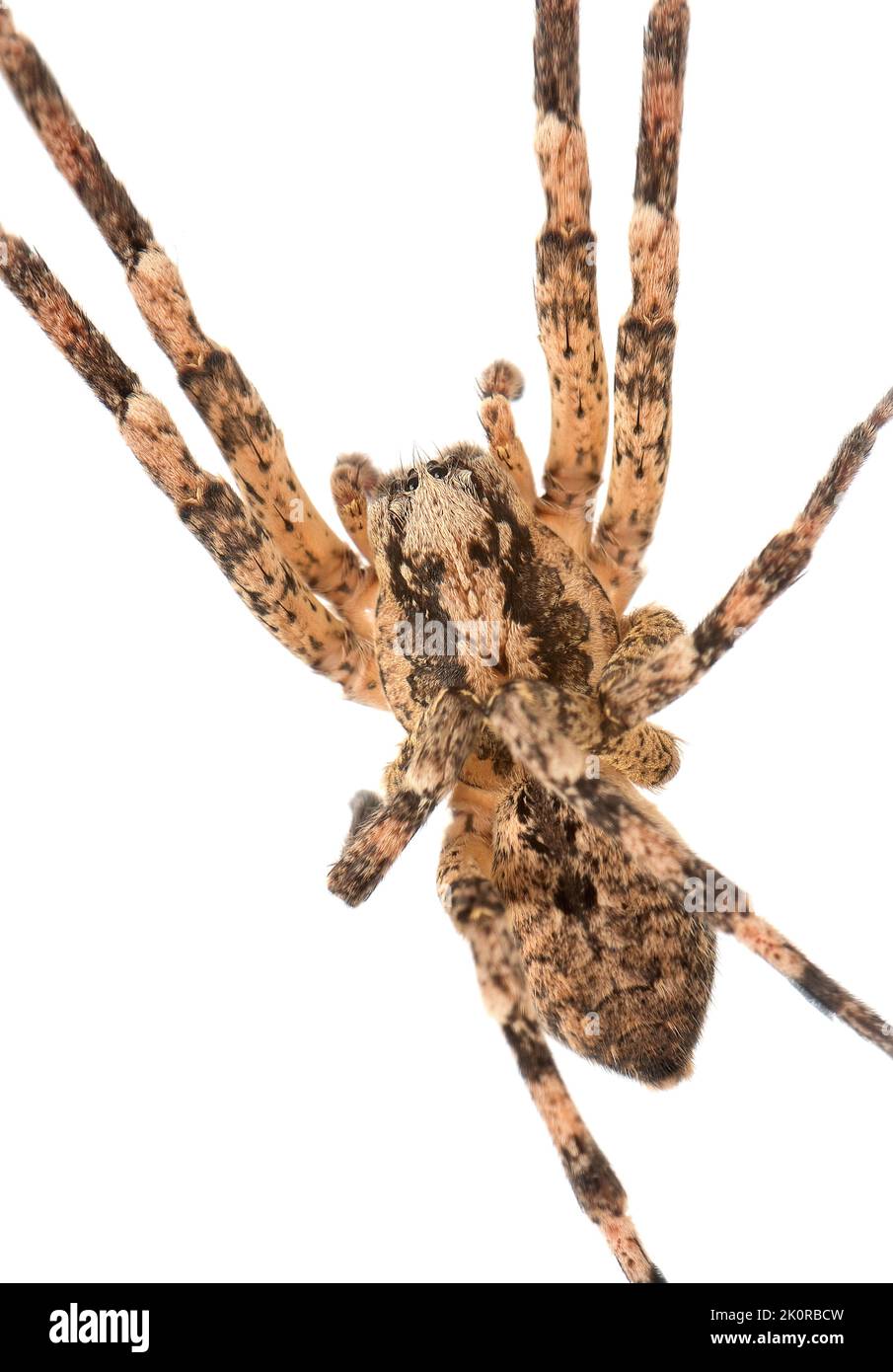 Araignée Nosferatu, corps avec des marques typiques sur fond blanc, macro Banque D'Images