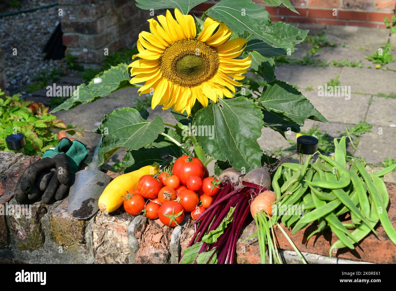 légumes cueillis dans le jardin royaume-uni Banque D'Images