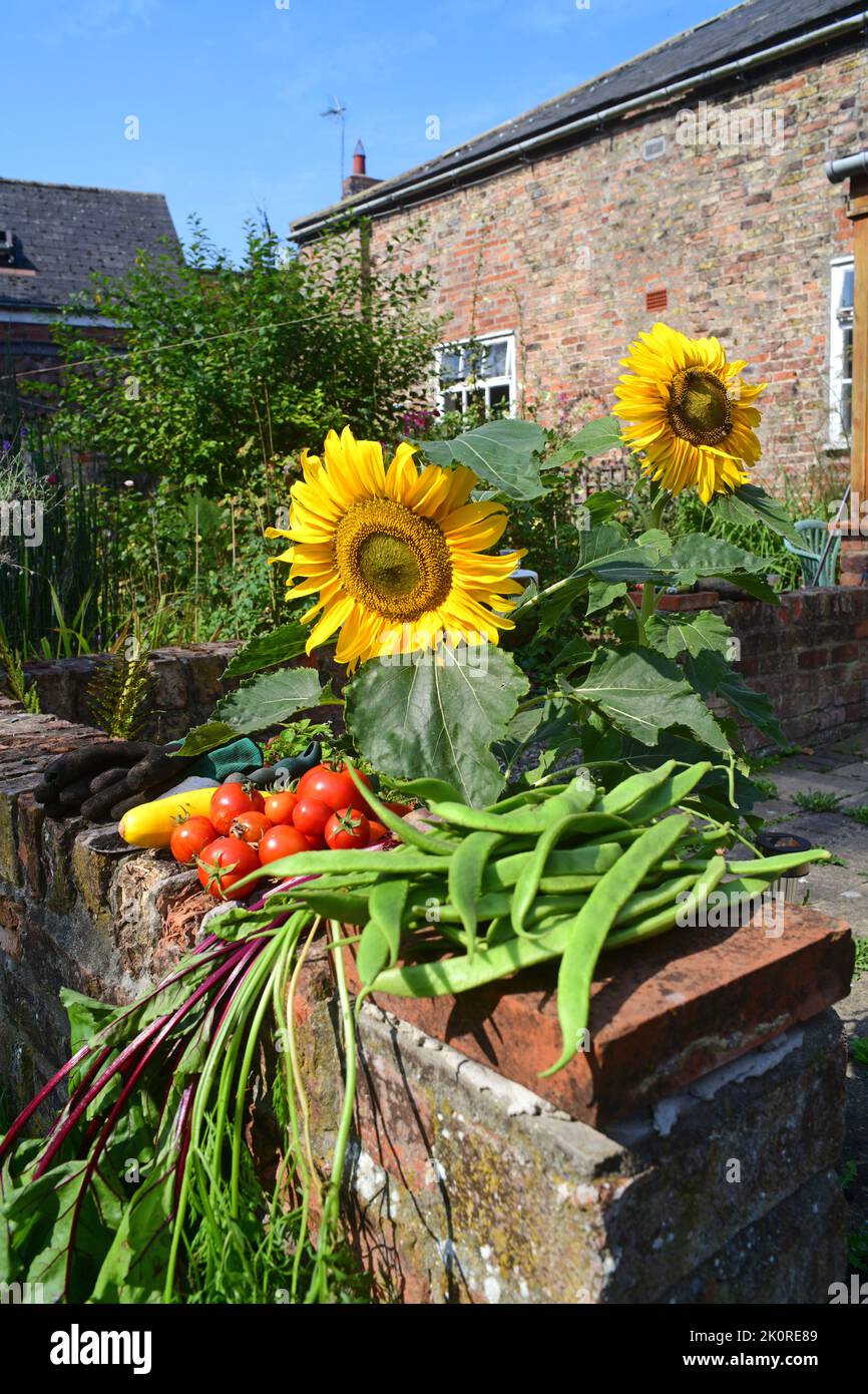 légumes cueillis dans le jardin royaume-uni Banque D'Images