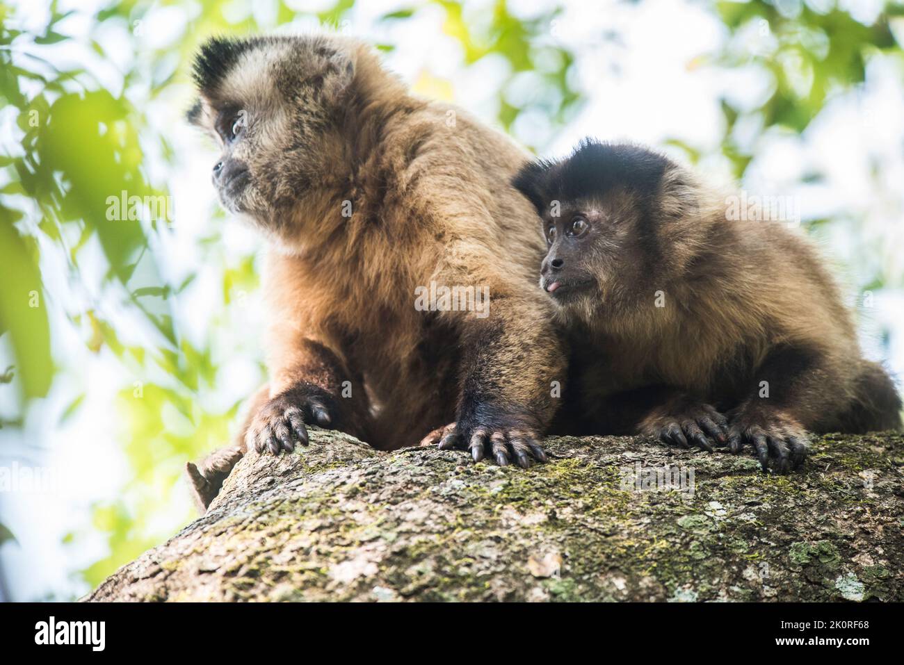 Capuchin touffeté brun rayé.Pantanal Brésil Banque D'Images