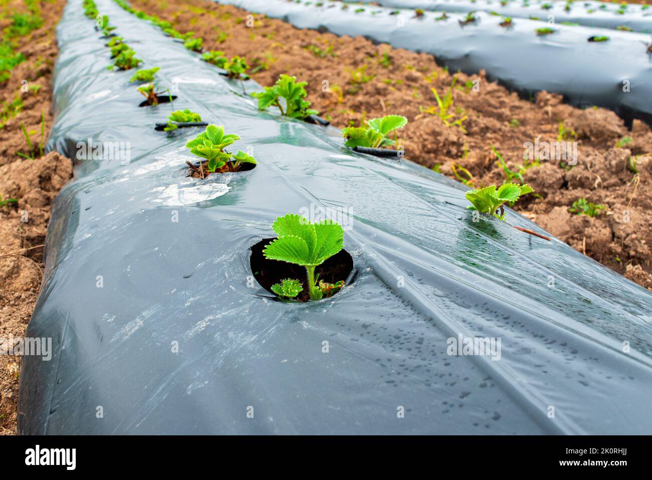 Rangées de fraises au sol recouvertes de film de paillis en plastique dans  l'agriculture biologique. Culture de baies et de légumes à l'aide de la  méthode de paillage Photo Stock - Alamy