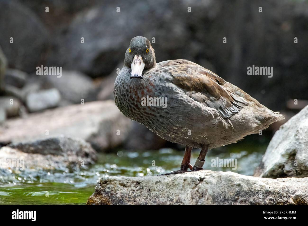 Un canard bleu (Hymenolaimus malacorhynchos) sur une roche près de l'eau Banque D'Images