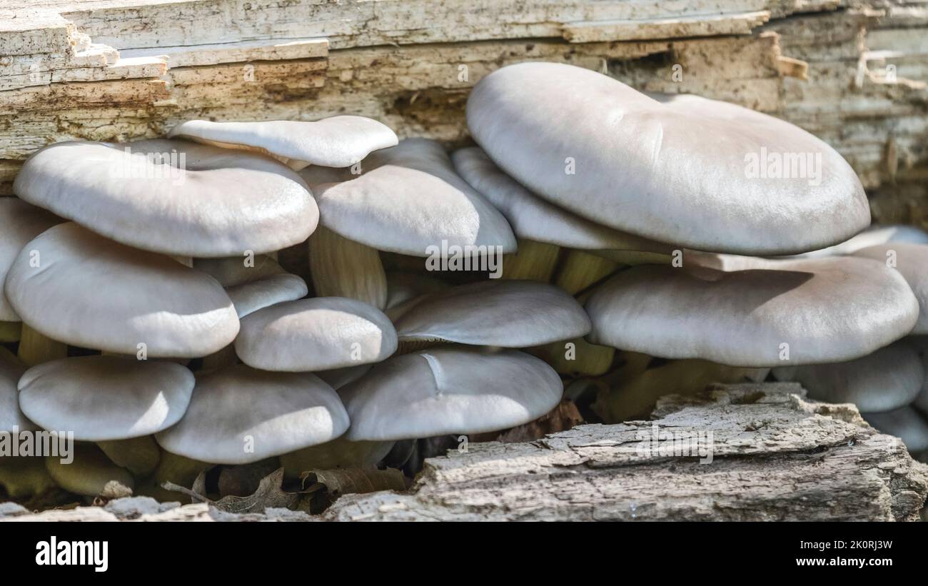 Pleurotus ostreatus, la Pleurote Banque D'Images