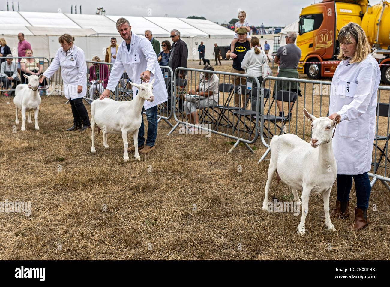 British Saanen Goat, compétition, Dorset County Show 2022, Dorset, Royaume-Uni Banque D'Images