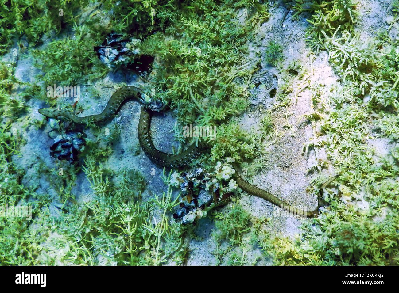 Serpent de dés (Natrix tessellata) nageant dans l'eau claire, faune sous-marine Banque D'Images
