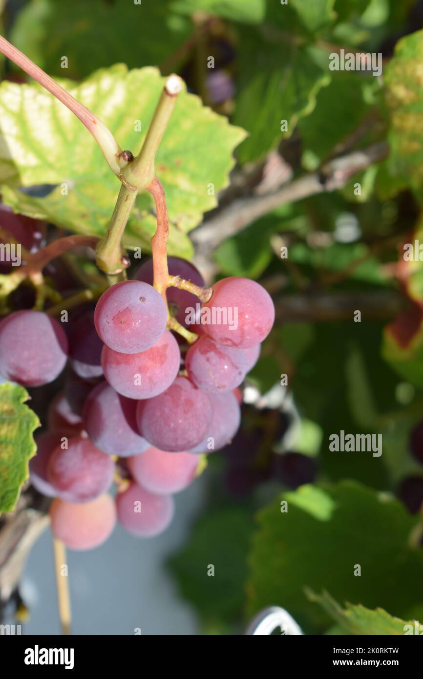 Les raisins bleus mûrs Banque D'Images