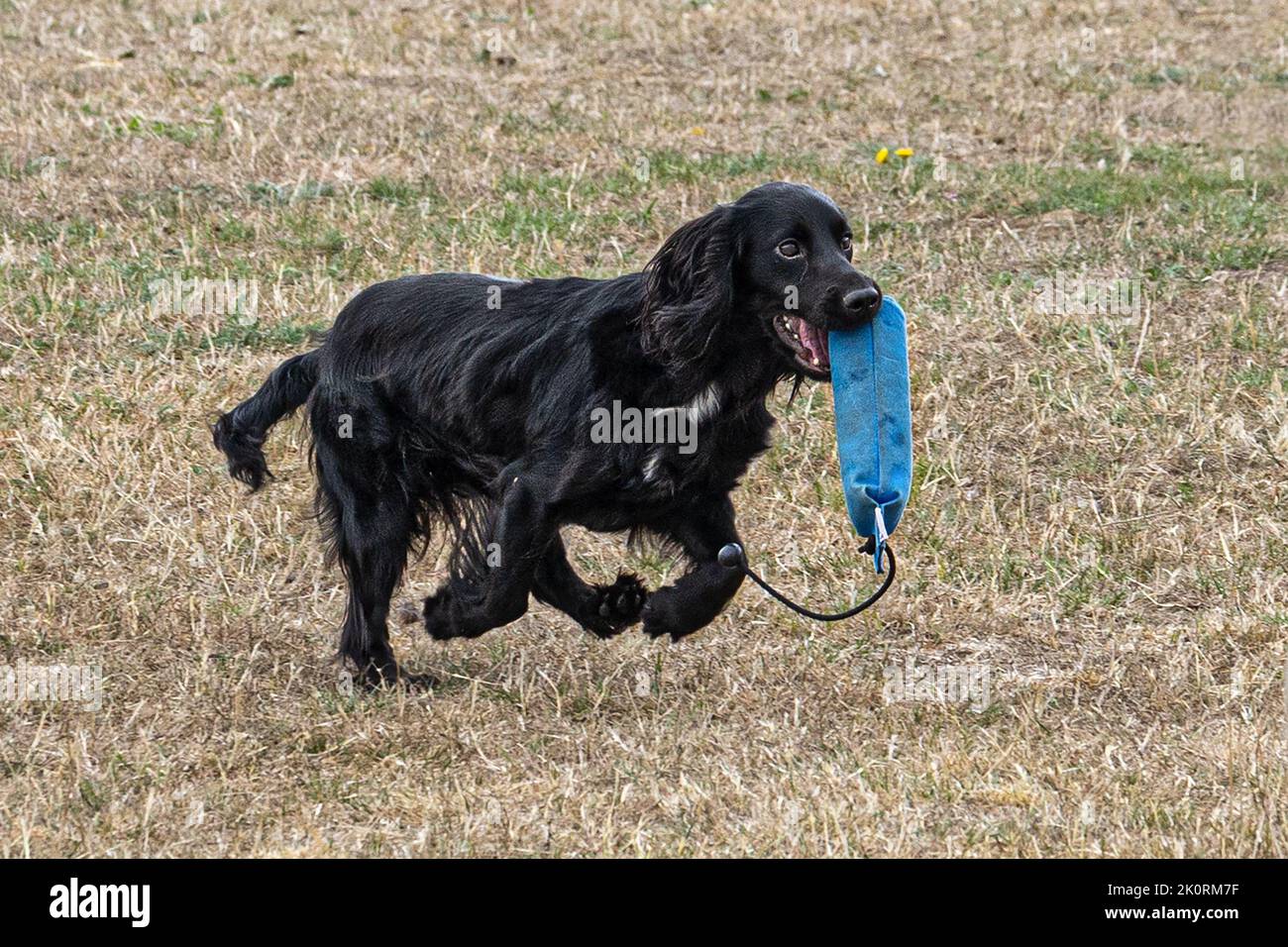 Springer Spaniel Retriing factices anglais, exposition Gundog, Dorset County Show 2022, Dorset, Royaume-Uni Banque D'Images