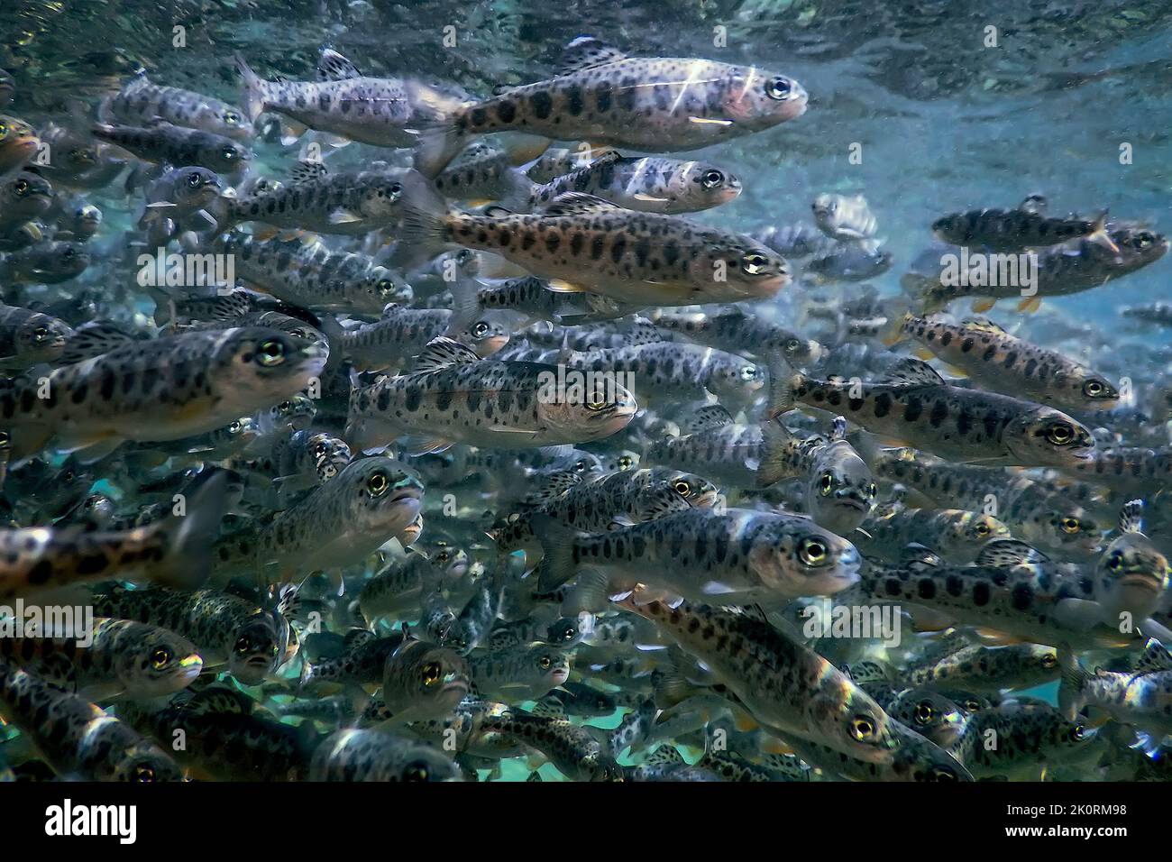 Rivière Trout nager sous l'eau, scène sous l'eau de Trout, ferme de Trout Banque D'Images