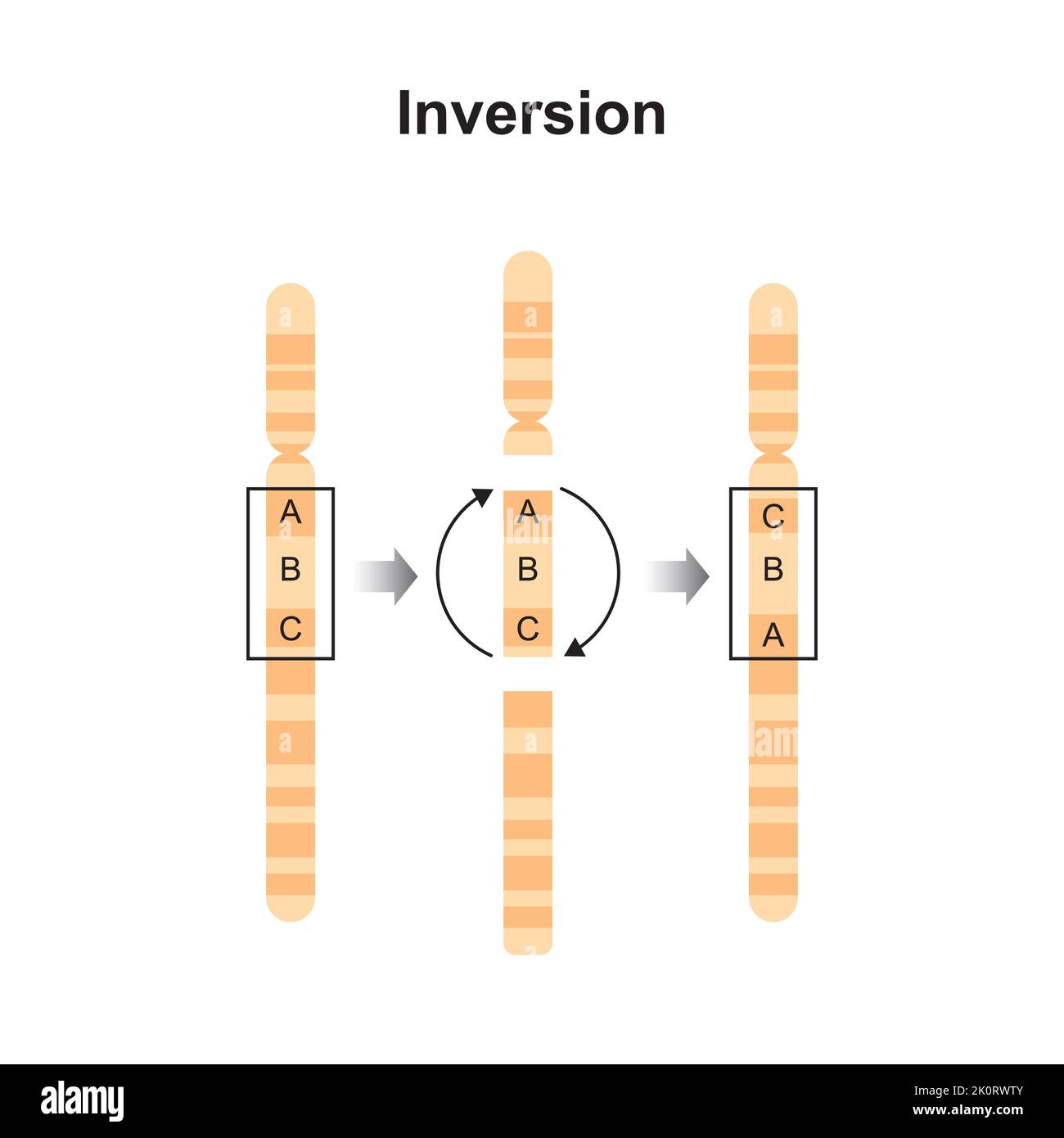 Conception scientifique de la mutation chromosomique d'inversion. Symboles colorés. Illustration vectorielle. Illustration de Vecteur Conception scientifique de la mutation chromosomique d'inversion. Symboles colorés. Illustration vectorielle. Illustration de Vecteur