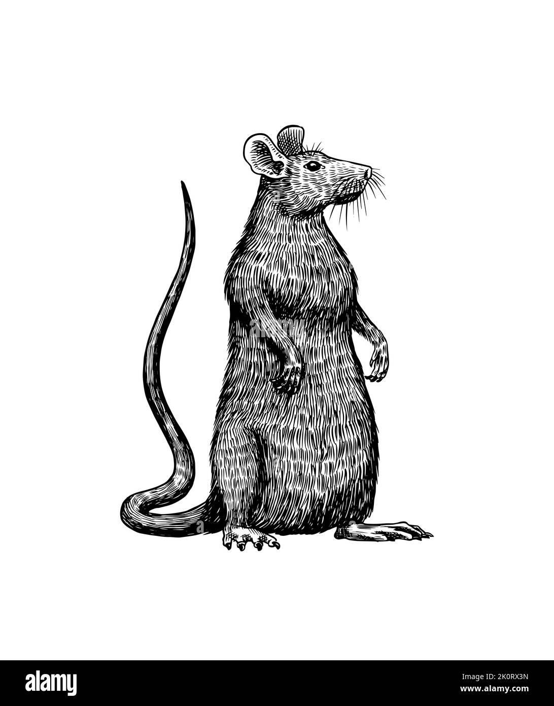 Rat ou souris. Animal sauvage graphique. Croquis vintage dessiné à la main. Éléments de grunge gravés. Illustration de Vecteur