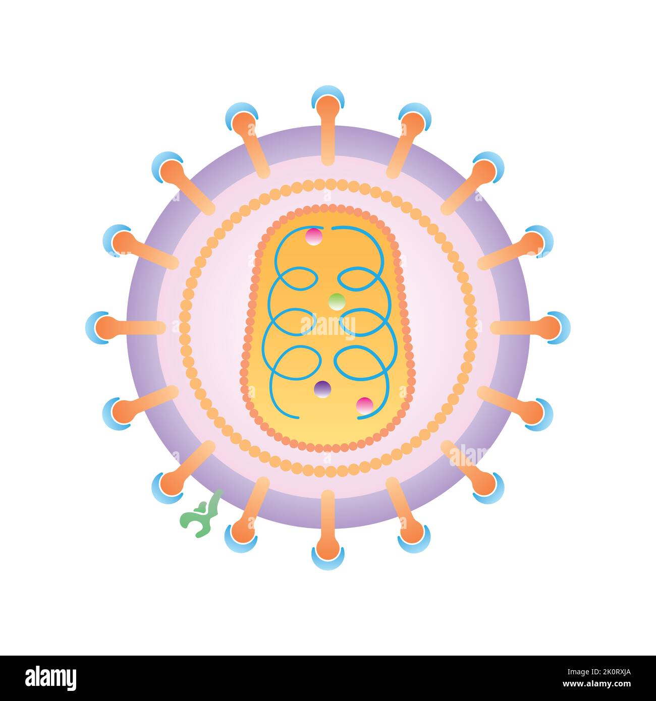 Conception scientifique de la structure du virus de l'immunodéficience humaine (VIH). Symboles colorés. Illustration vectorielle. Illustration de Vecteur