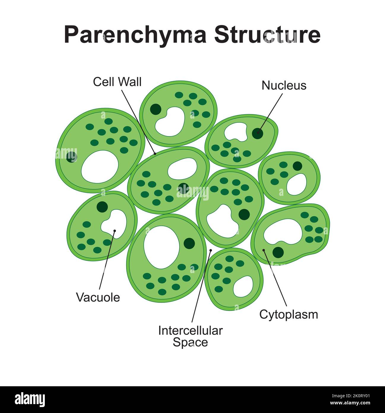 Conception scientifique de la structure du parenchyme. Le tissu permanent simple. Symboles colorés. Illustration vectorielle. Illustration de Vecteur