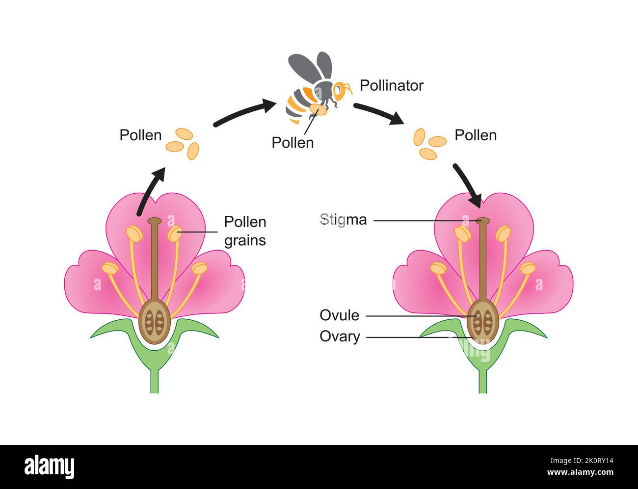 Conception scientifique du processus de pollinisation. Le facteur le plus important dans la fertilisation des plantes. Symboles colorés. Illustration vectorielle. Illustration de Vecteur