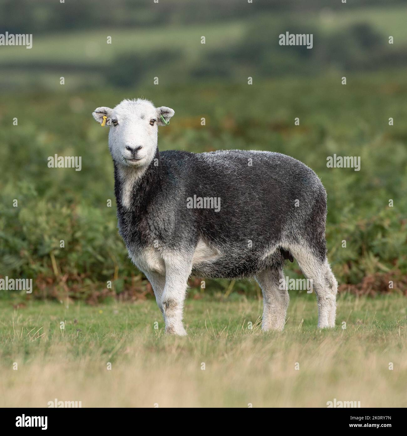 Moutons herdwick Banque D'Images