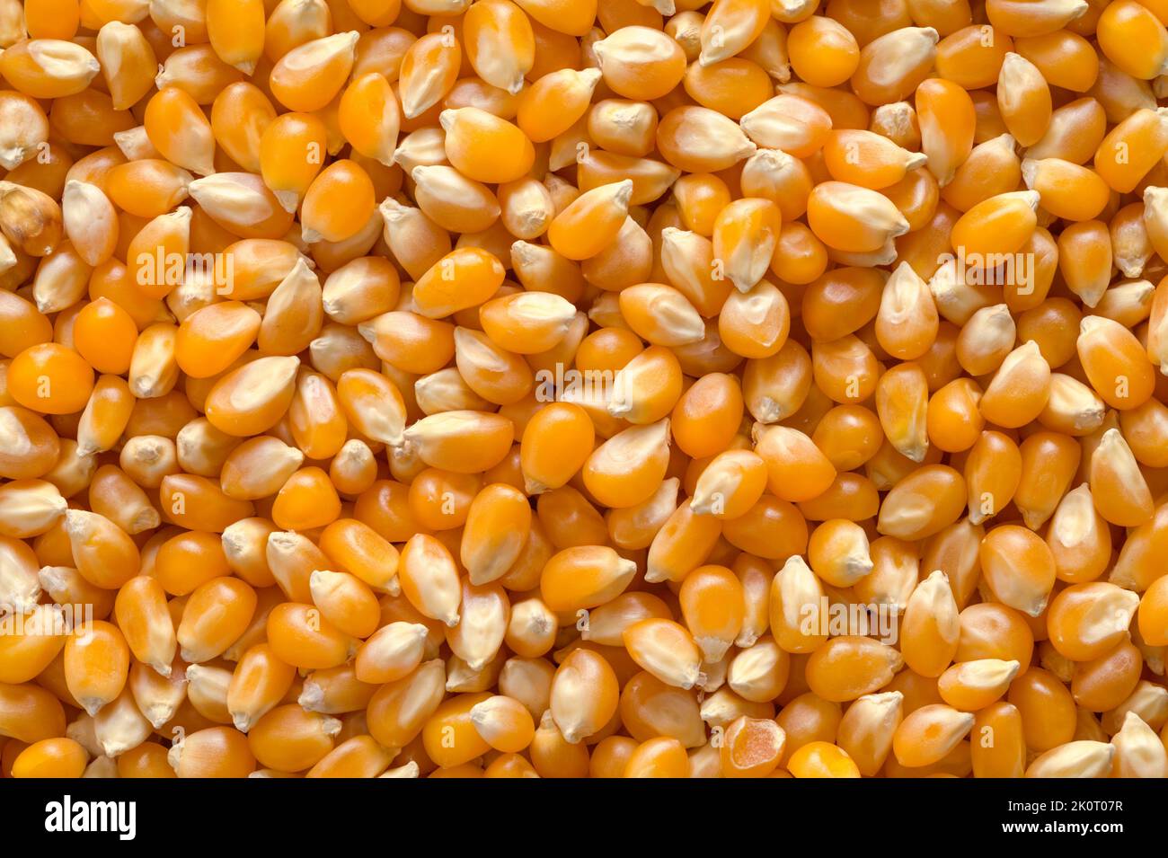 Gros plan de la pile de graines de maïs soufflé jaune. Banque D'Images