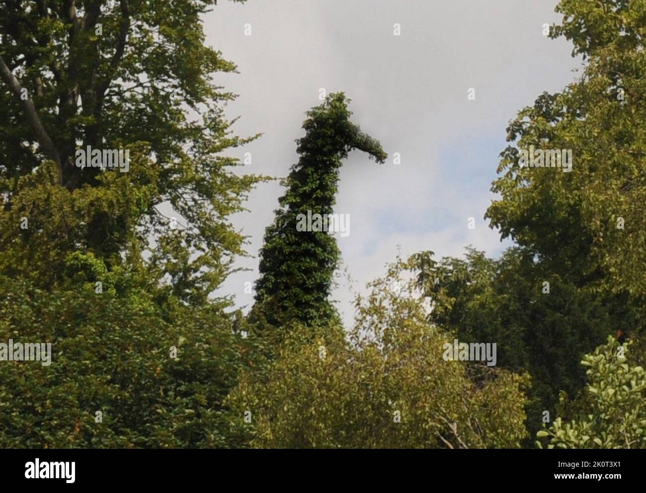 Les visiteurs d'un parc de gibier à plumes ont été choqués de découvrir une girafe qui les survolait, jusqu'à ce qu'un examen plus approfondi révèle un arbre à if recouvert de lierre avec une étrange ressemblance avec l'animal géant. L'arbre, longtemps mort, fait partie du paysage de la réserve de Wildfowl and Wetlands Trust à Arundel, West Sussex et a eu des observateurs d'oiseaux atteignant leurs jumelles en incrédulité à la forme étrange. Un twitcher, Larry Holdsworth de Brighton a dit:'' Je suis venu dans les zones humides pour voir les canards et d'autres oiseaux comme les pêcheurs sur la rivière Arun, mais pendant une fraction de seconde je pensais que c'était devenu un zoo. Je co Banque D'Images