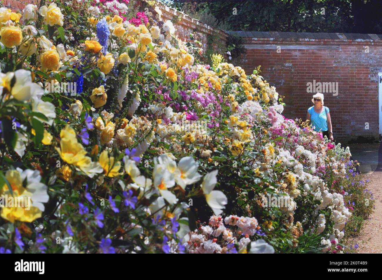 LES VISITEURS DE L'ABBAYE DE MOTTISFONT PRÈS DE ROMSEY, HANTS, PROFITENT D'UNE EXPOSITION SPECTACULAIRE DE ROSES DANS LES CÉLÈBRES JARDINS DE L'ABBAYE. PHOTO MIKE WALKER, PHOTOS MIKE WALKER, 2014 Banque D'Images