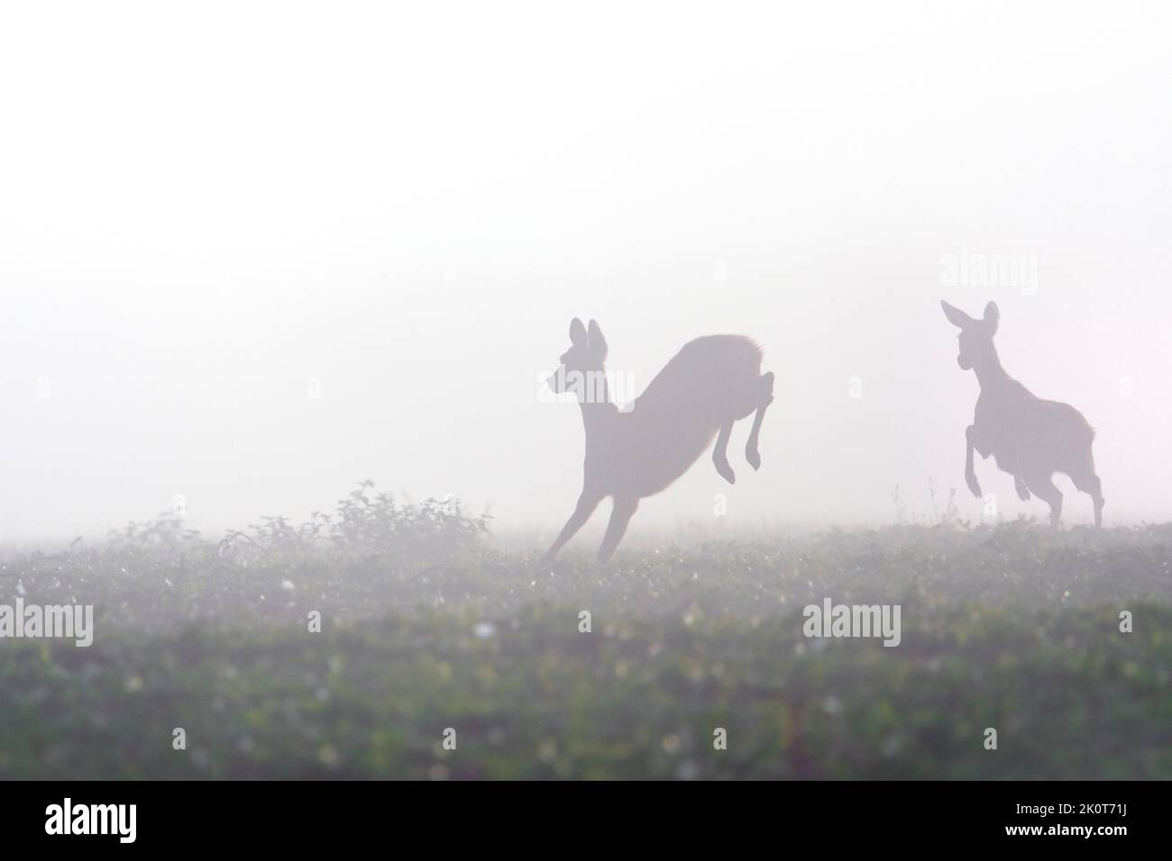 Cerf de Virginie européen (Capranolus capranolus) femelle / doe avec jeunes fuyant dans les prairies / prairies couvertes de brouillard épais à la fin de l'été / début de l'automne Banque D'Images