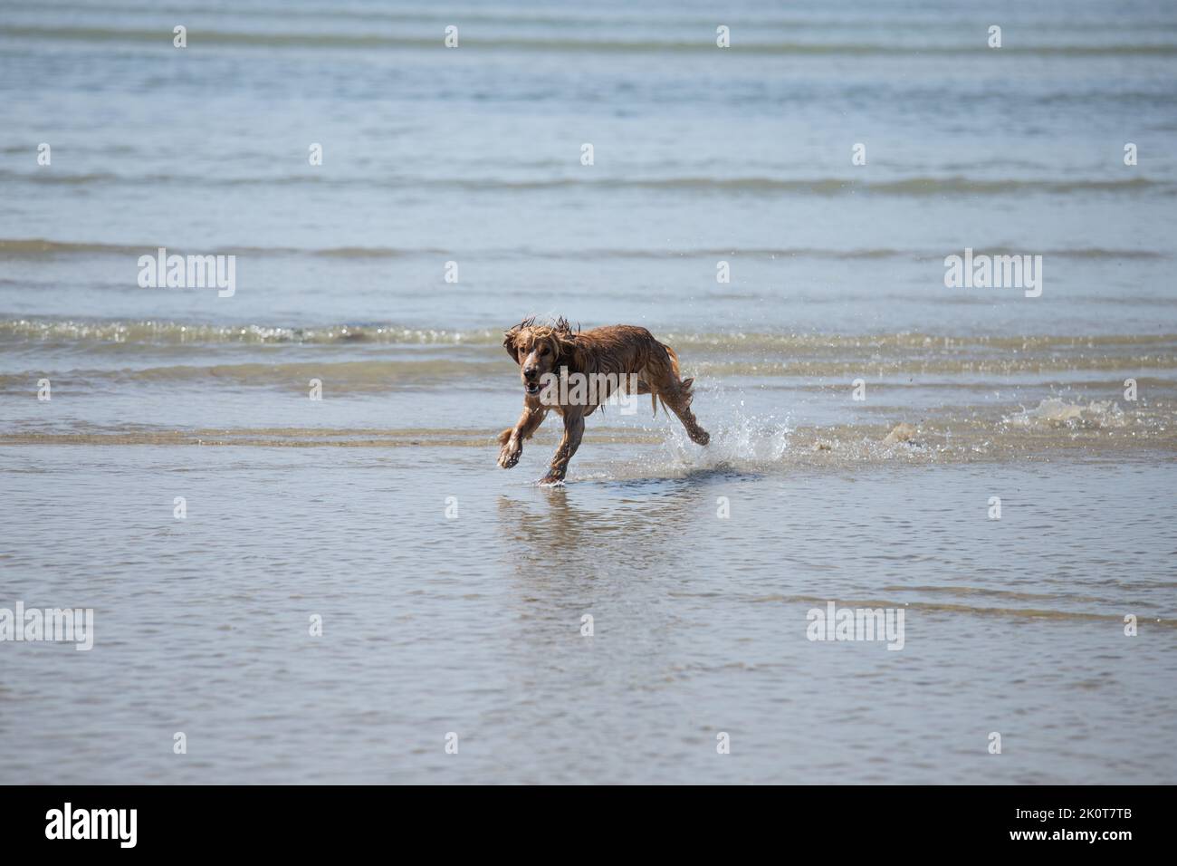 Golden Cocker Spaniel courant le long de la plage à marée basse en regardant heureux Banque D'Images
