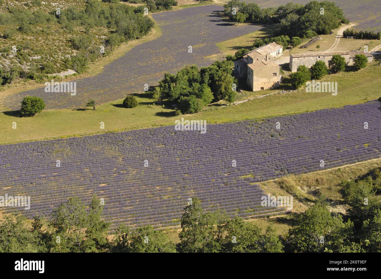 Lavande (Lavandula sp) ferme proche d'un champ de fleurs à récolter région de Sault - Provence - Vaucluse - France Banque D'Images