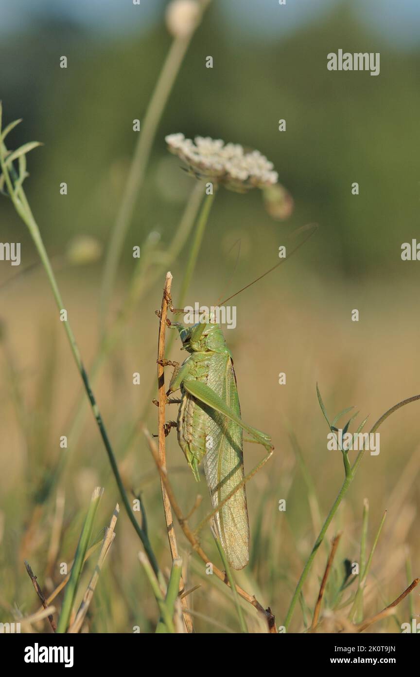 Grand Vert Bush-cricket (Tetigonia viridissima) mâle en été Provence - Vaucluse - France Banque D'Images
