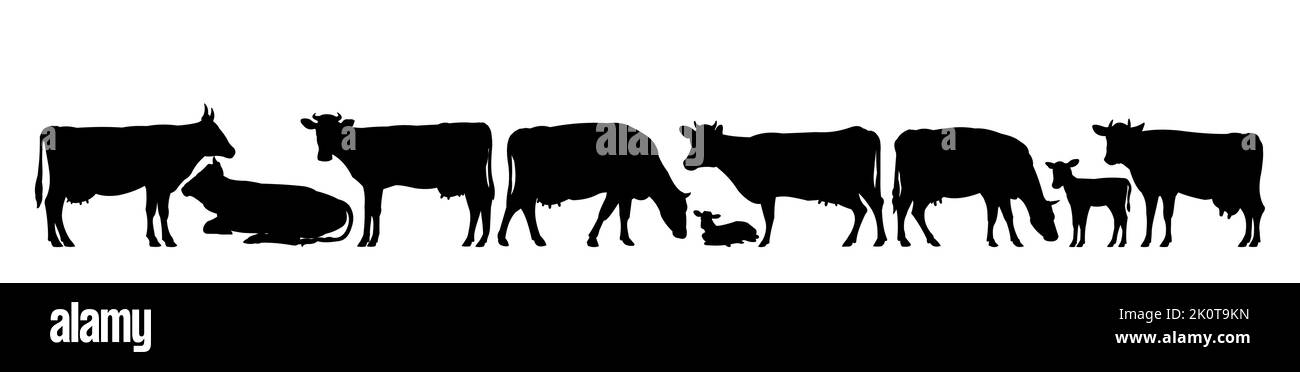 Ensemble de vaches de pâturage. Silhouette noire. Animaux de la ferme. Animaux pour le lait et les produits laitiers. Isolé sur fond blanc. Vecteur Illustration de Vecteur