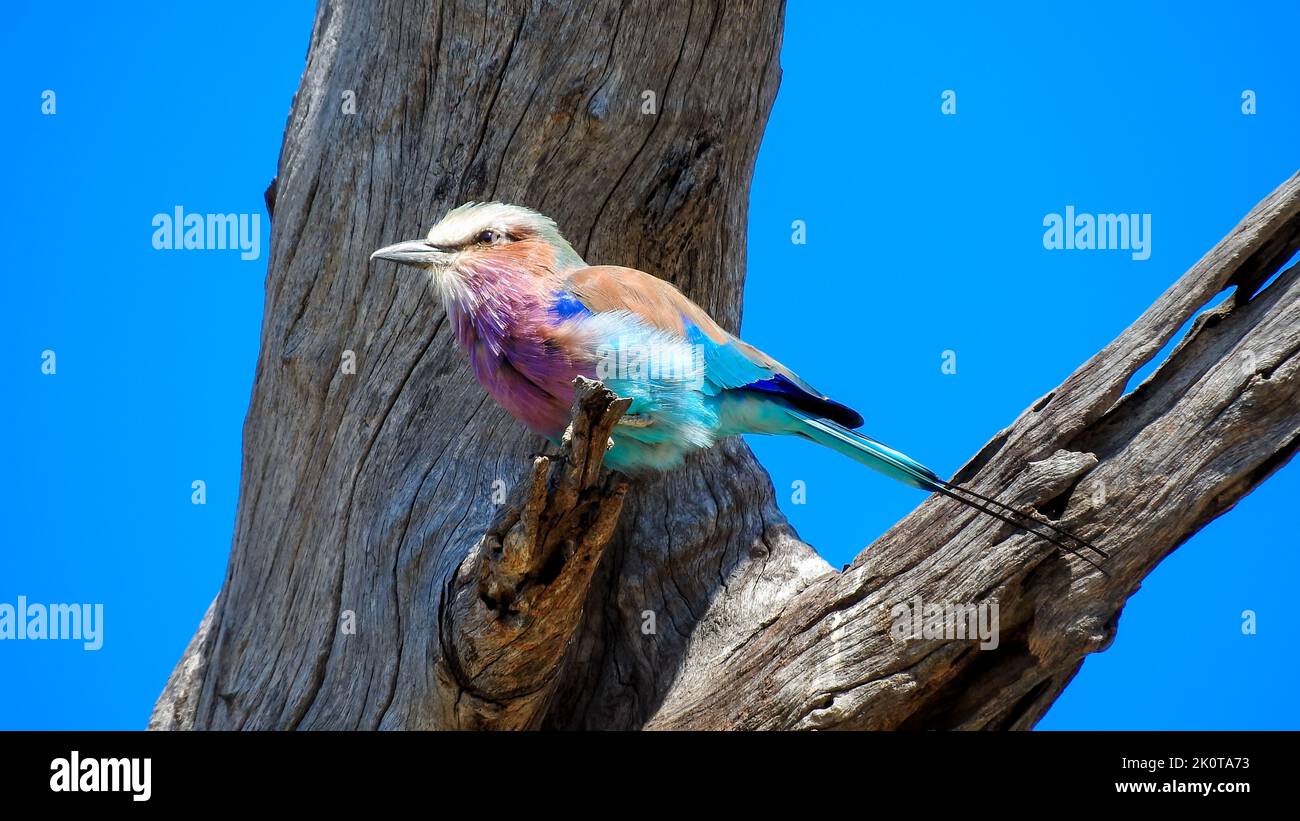 Rouleau au style lilas coloré sur une branche Banque D'Images