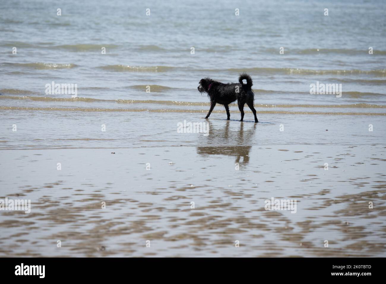 Labrador noir jouant dans la mer par une journée ensoleillée Banque D'Images