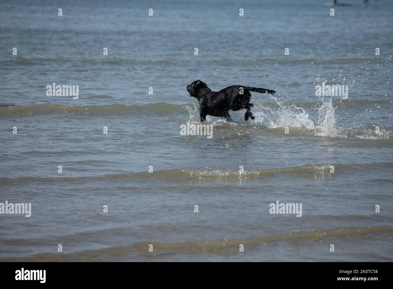 Labrador noir jouant dans la mer par une journée ensoleillée Banque D'Images